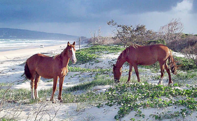 Brumbies have been a road hazard from Maryborough to Inskip Pt at Rainbow Beach. Brumbies have been a road hazard from Maryborough to Inskip Pt at Rainbow Beach.